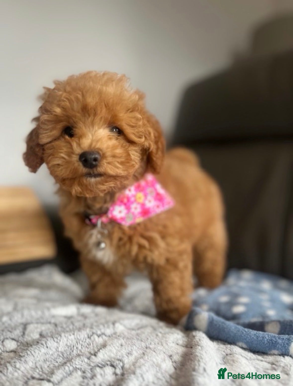 Poochon dogs Family raised Poochon puppies for sale  - Advert 1
