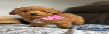  Poochon 3