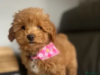 Poochon dogs Family raised Poochon puppies for sale - Advert 5