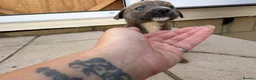 Mixed Breed dogs for sale: Puppies Ready to go the 31st - Advert 14
