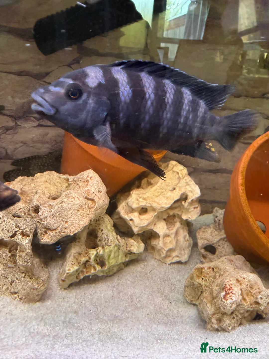 Cichlids fish for sale: Large cichlid free/swap - Advert 2