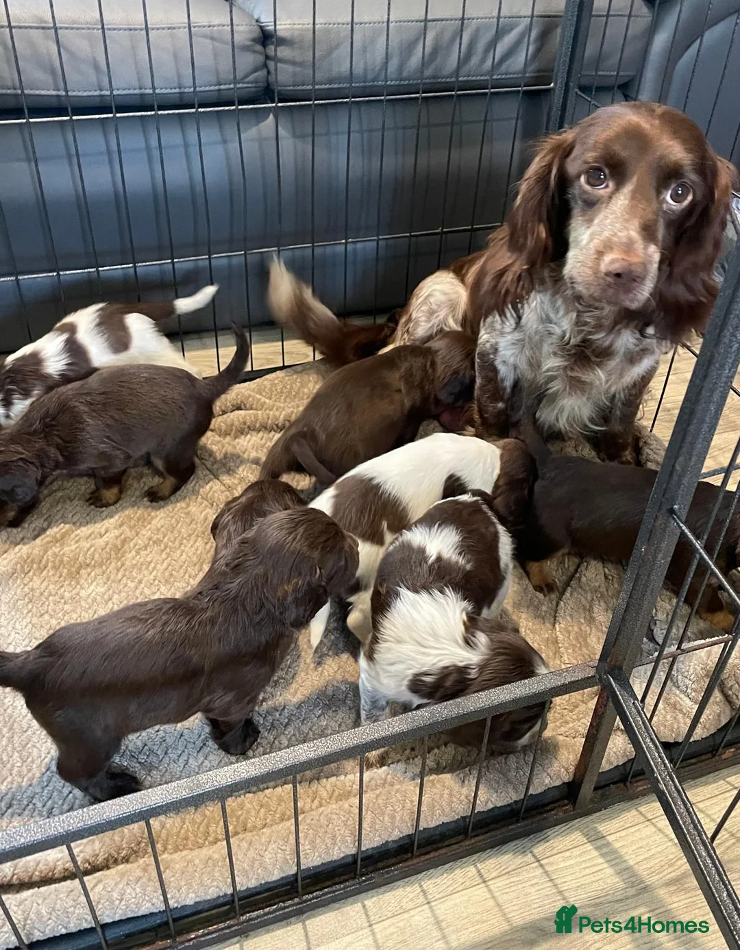Cocker Spaniel dogs for sale: Cocker spaniel puppies ready now  - Advert 2
