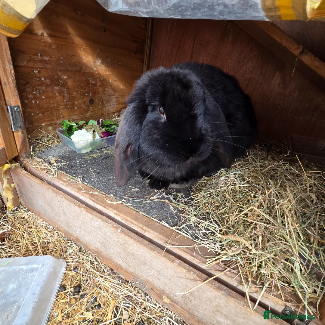 Mini Lion Lop rabbits for sale: Cutest bunnys  in Gillingham - Advert 10
