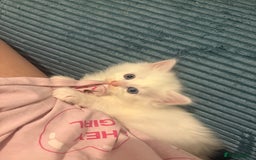 Mixed Breed cats for sale: White fluffy kittens for sale  - Image 16