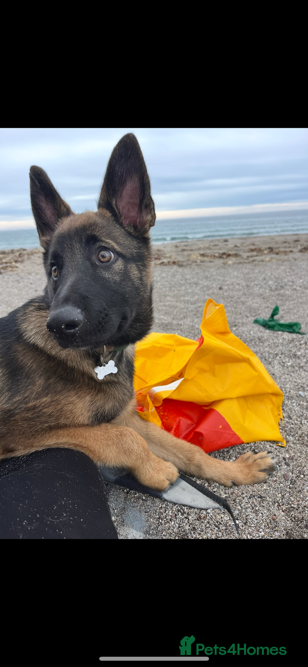 Mixed Breed dogs for sale: Wilson  - Image 8