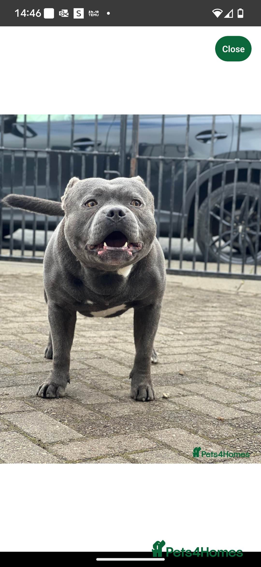 Staffordshire Bull Terrier dogs for sale: Blue staffie pupz - Image 11