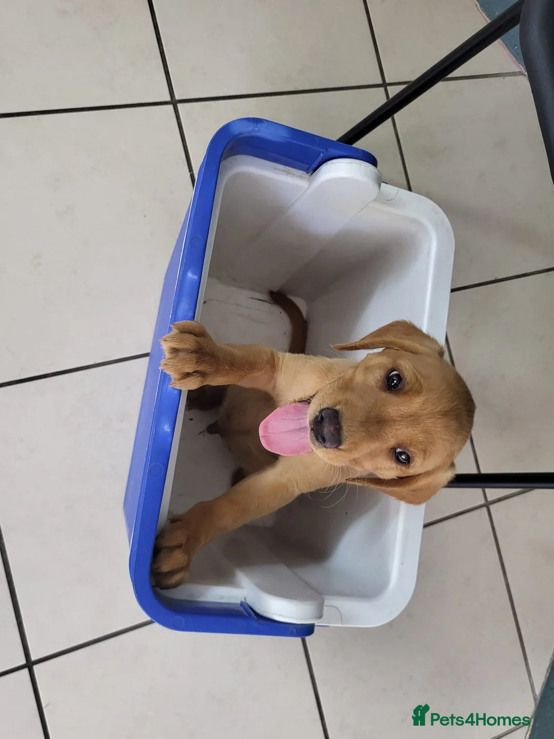 Springador dogs for sale: 4 more beautiful springador puppies left  - Advert 5