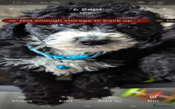 Cavapoochon dogs for sale: Cavapoochon puppies .ready now  - Image 3