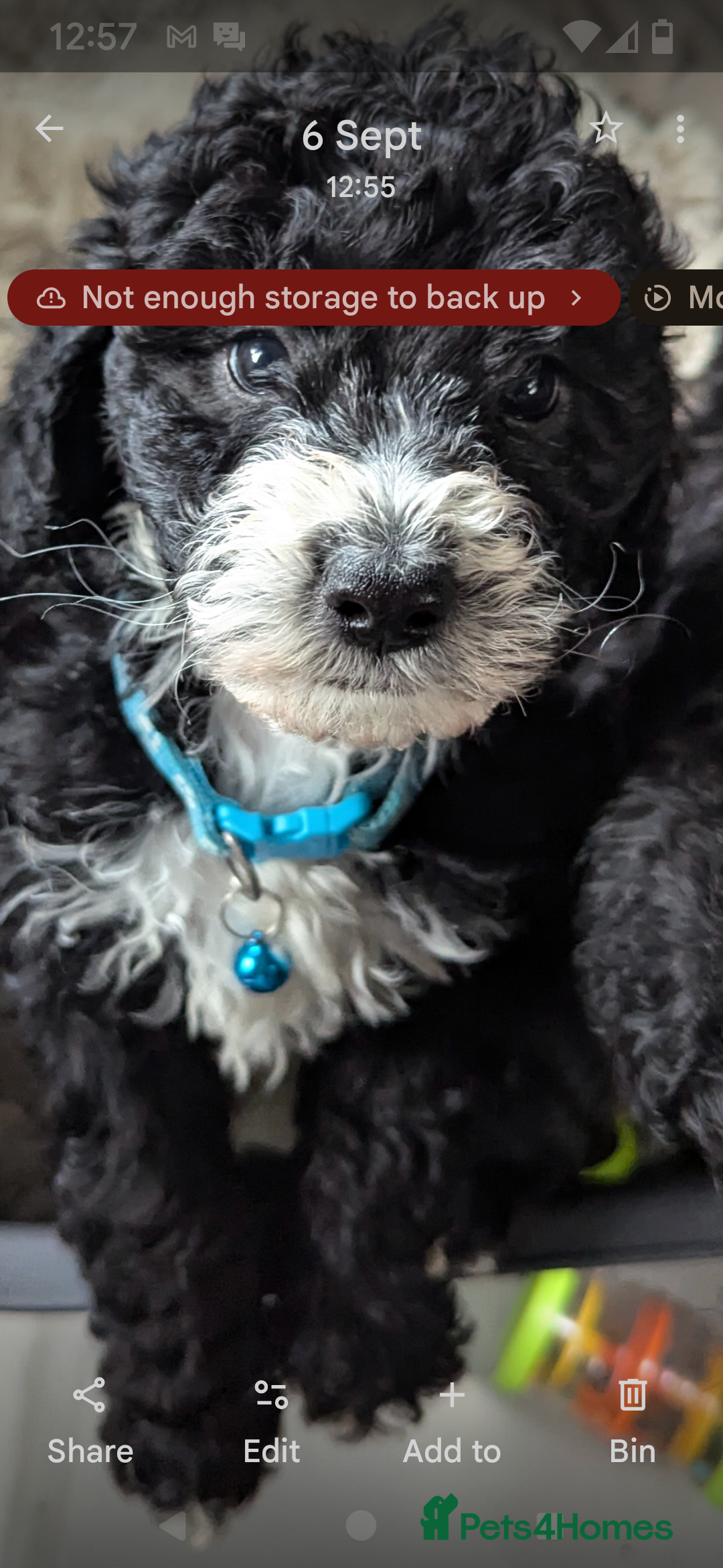 Cavapoochon dogs for sale: Cavapoochon puppies .ready now  - Image 3