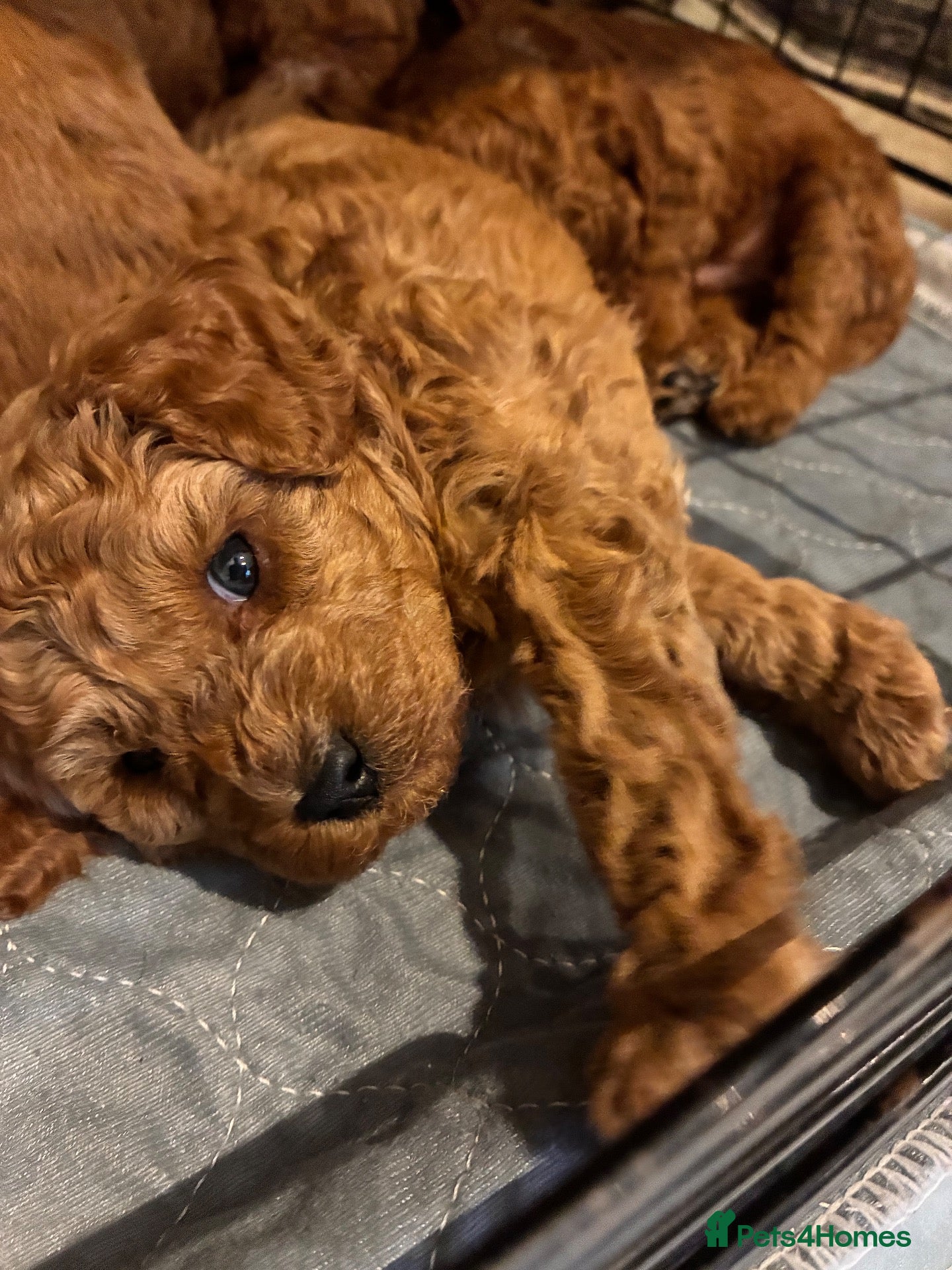 Cavapoo dogs Adorable Cavapoo Puppies Arrived :-) - Advert 2