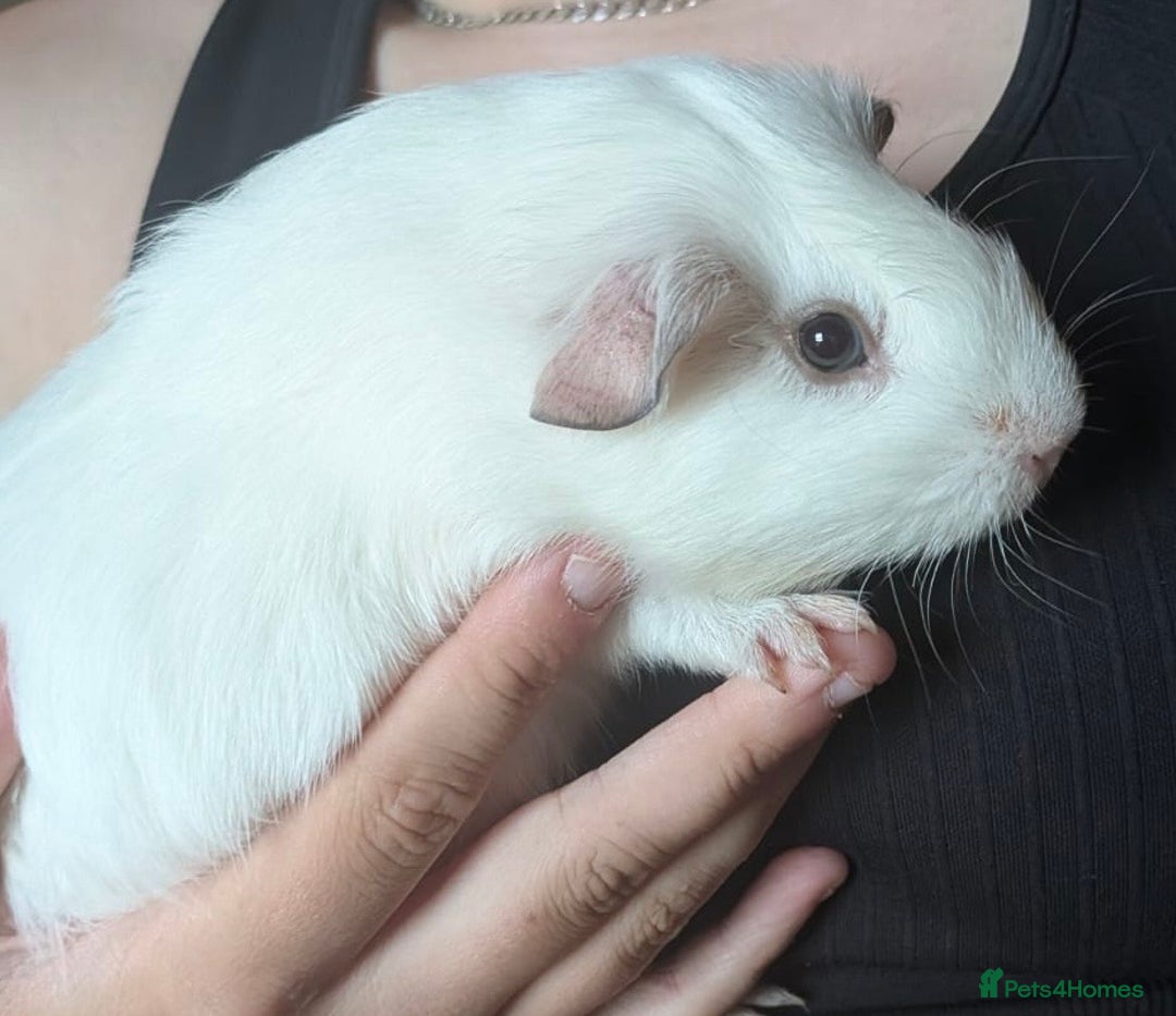 Guinea Pig rodents for sale: Millshake - Image 2