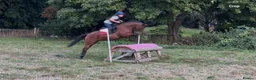 Connemara horses for sale: Genuine allrouder  - Advert 1