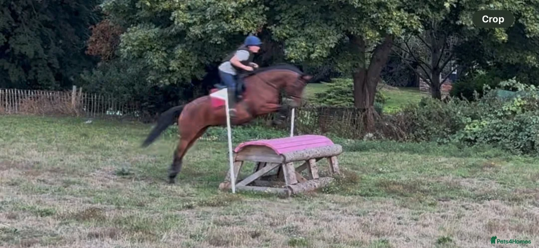 Connemara horses for sale: Genuine allrouder  - Advert 1