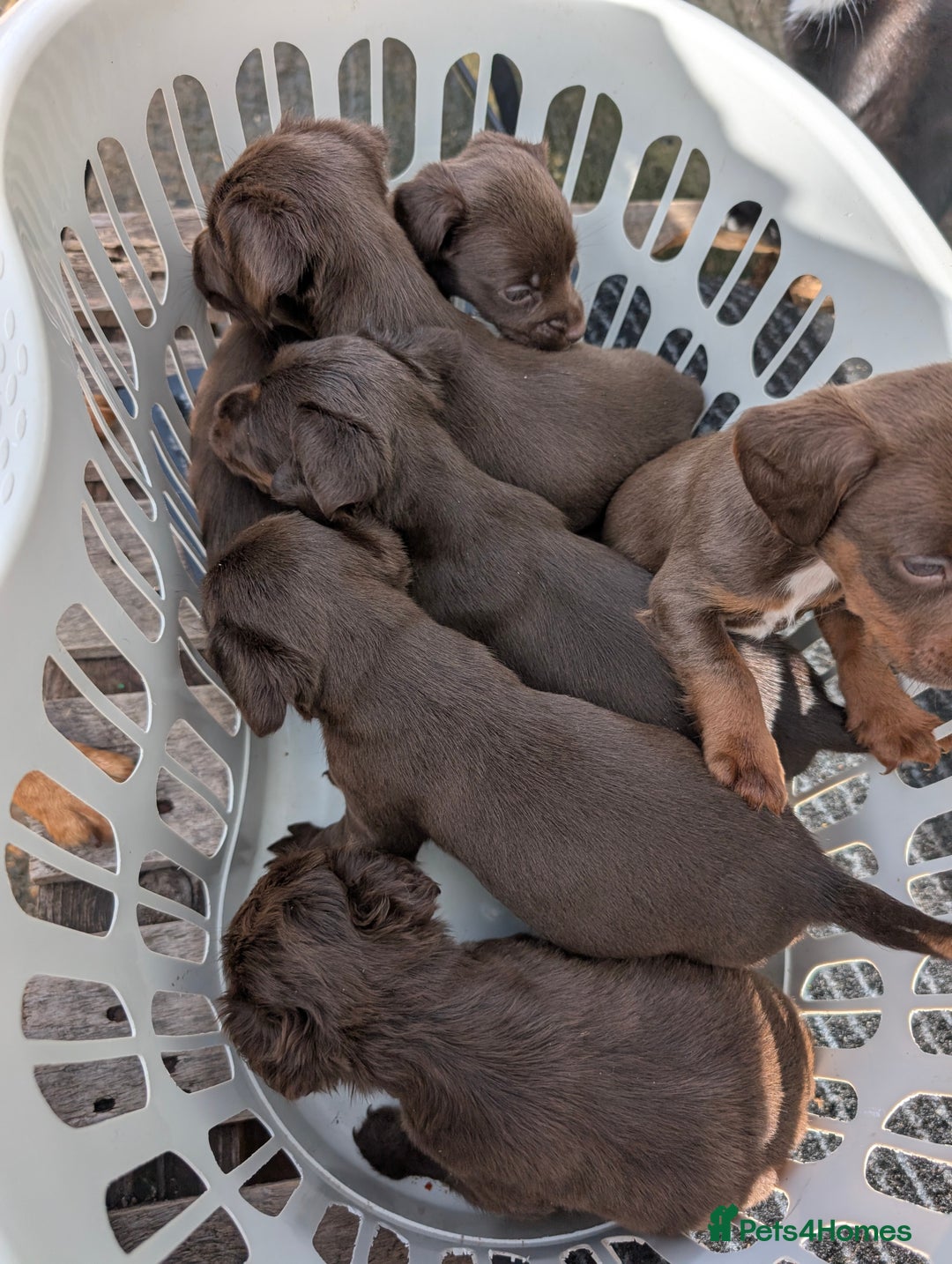 Mixed Breed dogs for sale: Small Jack Russell X Cocker Spaniel Puppies  - Image 13