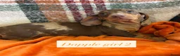 Dachshund dogs for sale: 5 beautiful dachshund girls  - Advert 7