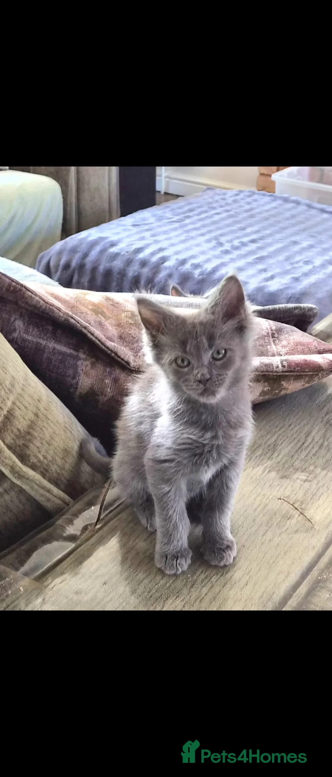 Maine Coon cats for sale: Maine coon pedigree kittens  - Advert 2