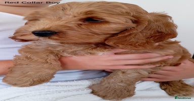 Cockapoo dogs - Advert 11