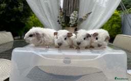 Guinea Pig rodents for sale: 4x lovely 4 weeks old boys born on 30.06.2025 in Leicester - Image 10