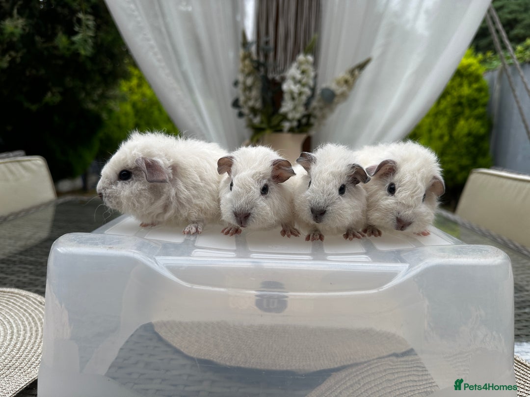 Guinea Pig rodents for sale: 4x lovely 4 weeks old boys born on 30.06.2025 in Leicester - Image 10