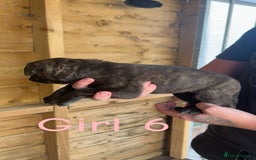 Presa Canario dogs for sale: Presa Canario  - Image 12