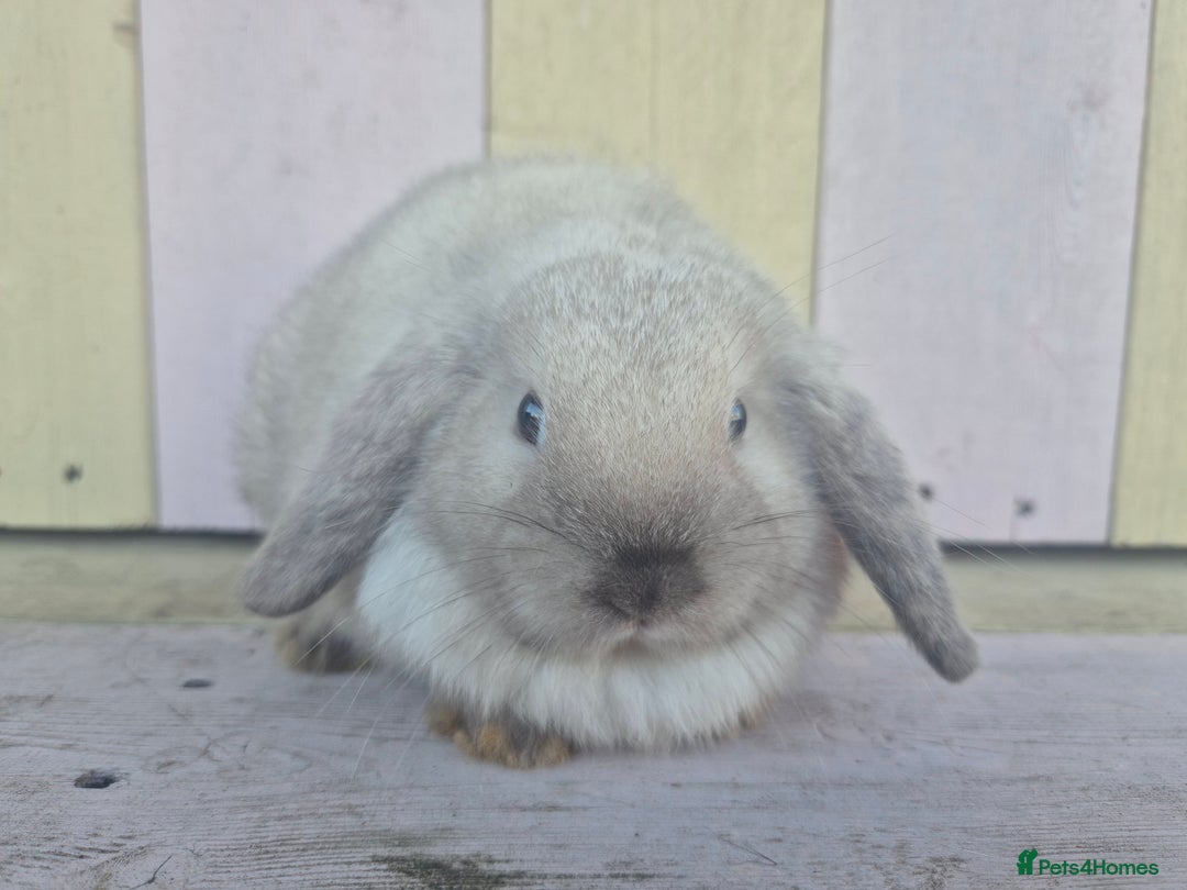 Mini Lop rabbits for sale: 💙 Beautiful and friendly mini lop boys 💙 - Advert 18