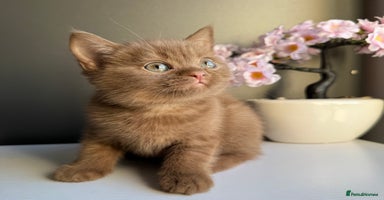 British Shorthair cats British shorthair kittens  - Advert 3