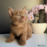 British Shorthair cats British shorthair kittens - Advert 3