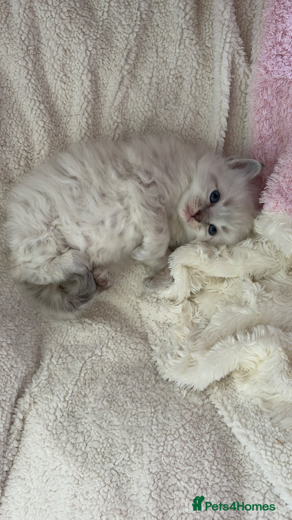 Ragdoll cats Beautiful pure bred Blue Point Ragdoll kittens  - Advert 2