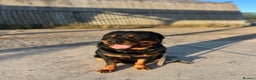 Rottweiler dogs for sale: Selling my Rottweiler  - Advert 1