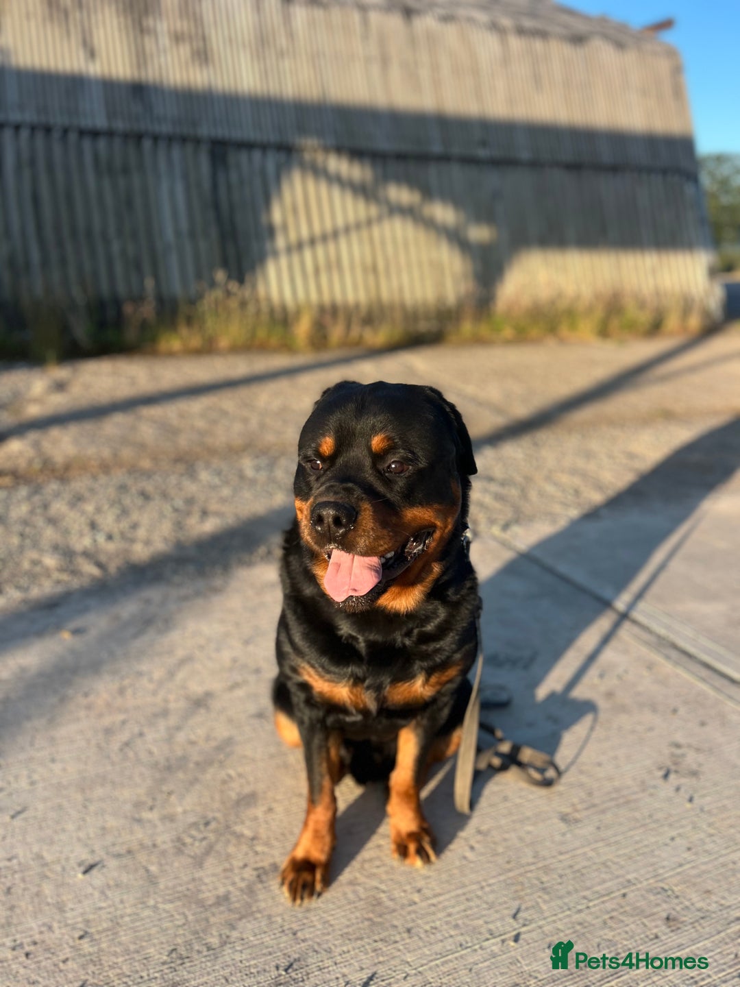 Rottweiler dogs for sale: Selling my Rottweiler  - Advert 1