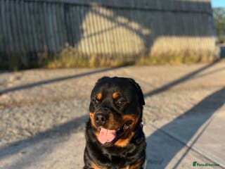 Rottweiler dogs Selling my Rottweiler - Advert 7