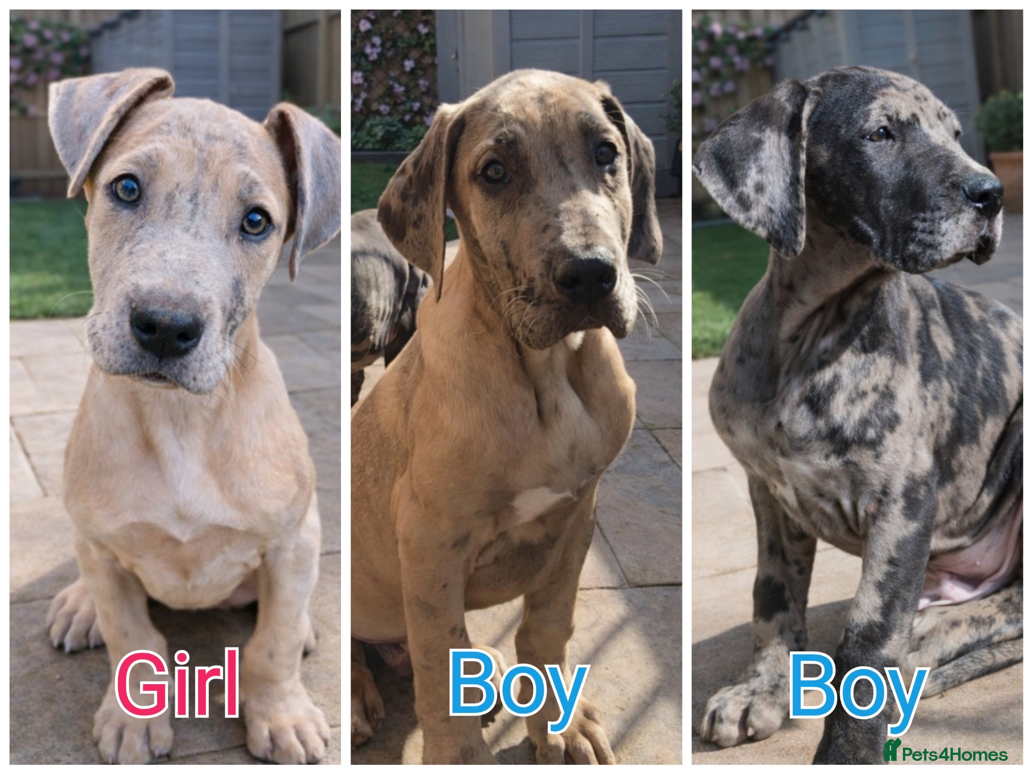 Great Dane dogs *3 Left* KC Registered Great Danes Stunning Pups - Advert 8