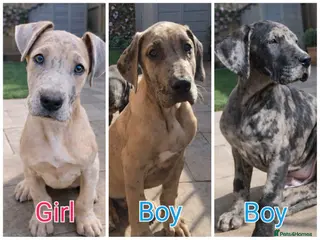 Great Dane dogs *3 Left* KC Registered Great Danes Stunning Pups - Advert 8