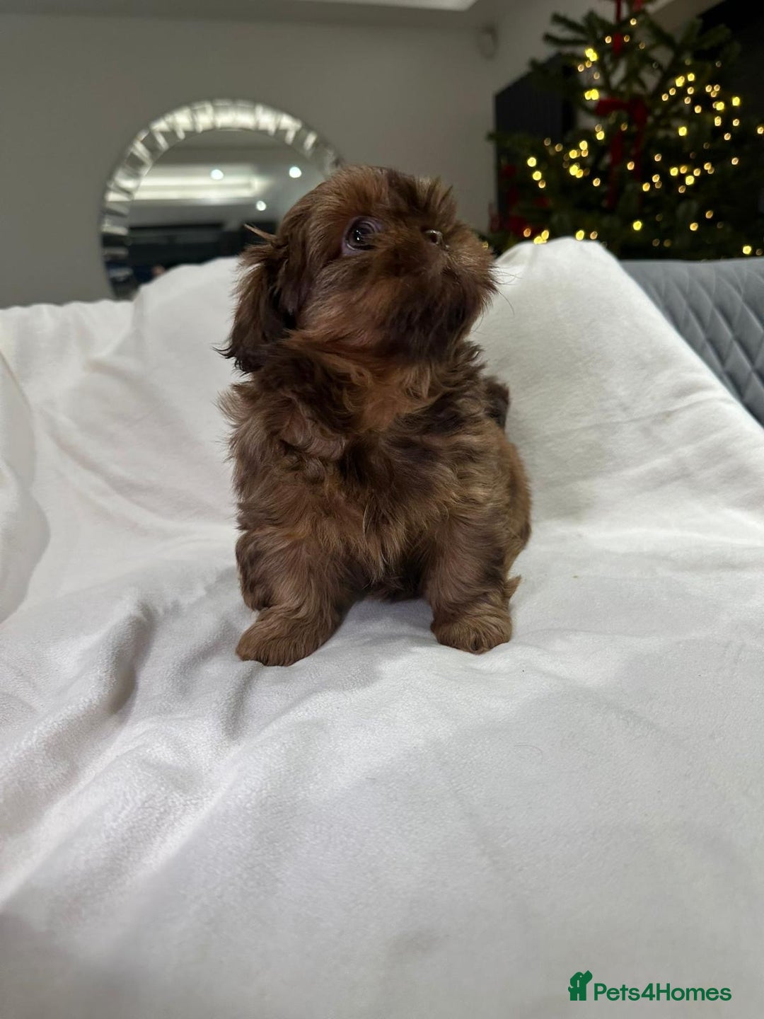 Shih Tzu dogs for sale: kC Imperial Shih tzu Ready now only 1 girl left  - Advert 31