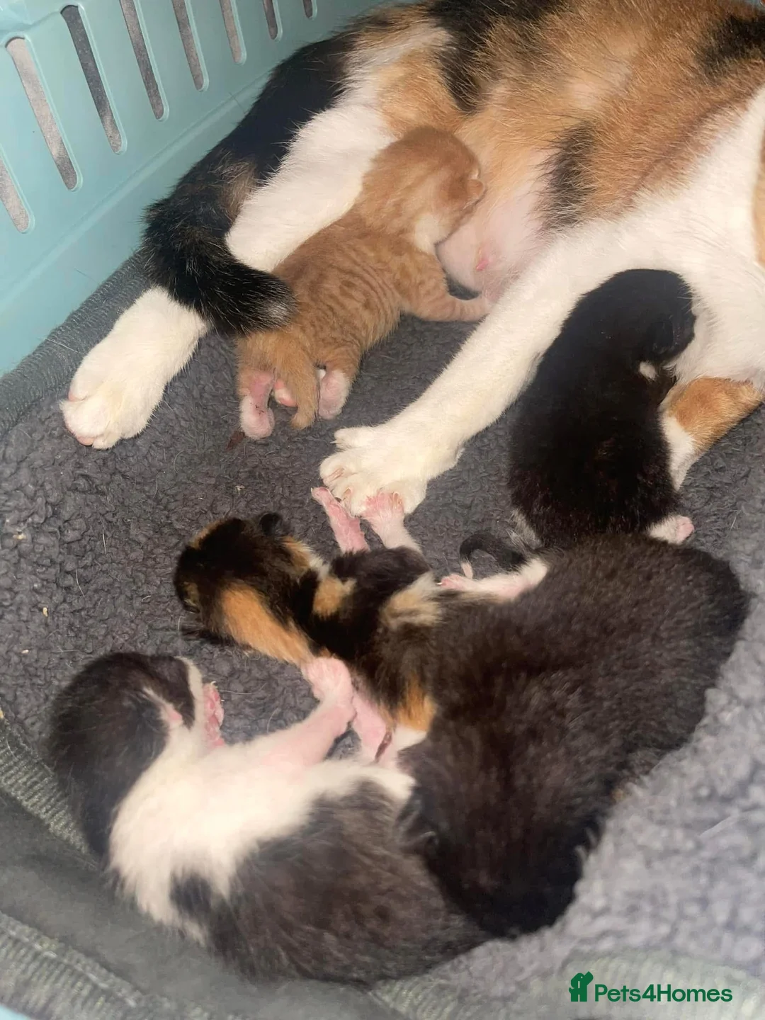 Mixed Breed cats for sale: Male kitten - Advert 1