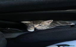 Maine Coon cats for sale: Kitten  - Image 4