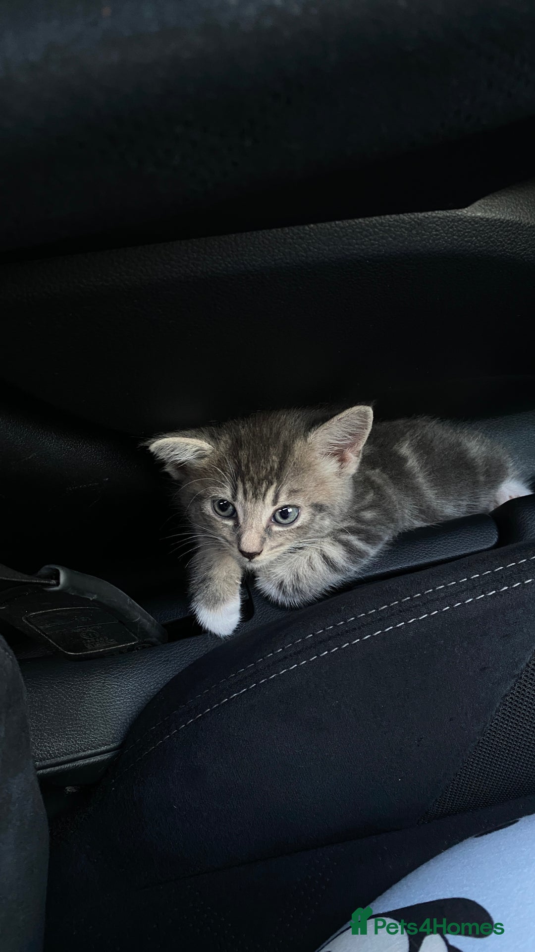 Maine Coon cats for sale: Kitten  - Image 4