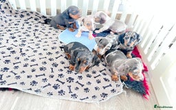 Miniature Dachshund dogs for sale: Beautiful sausages available - Image 5