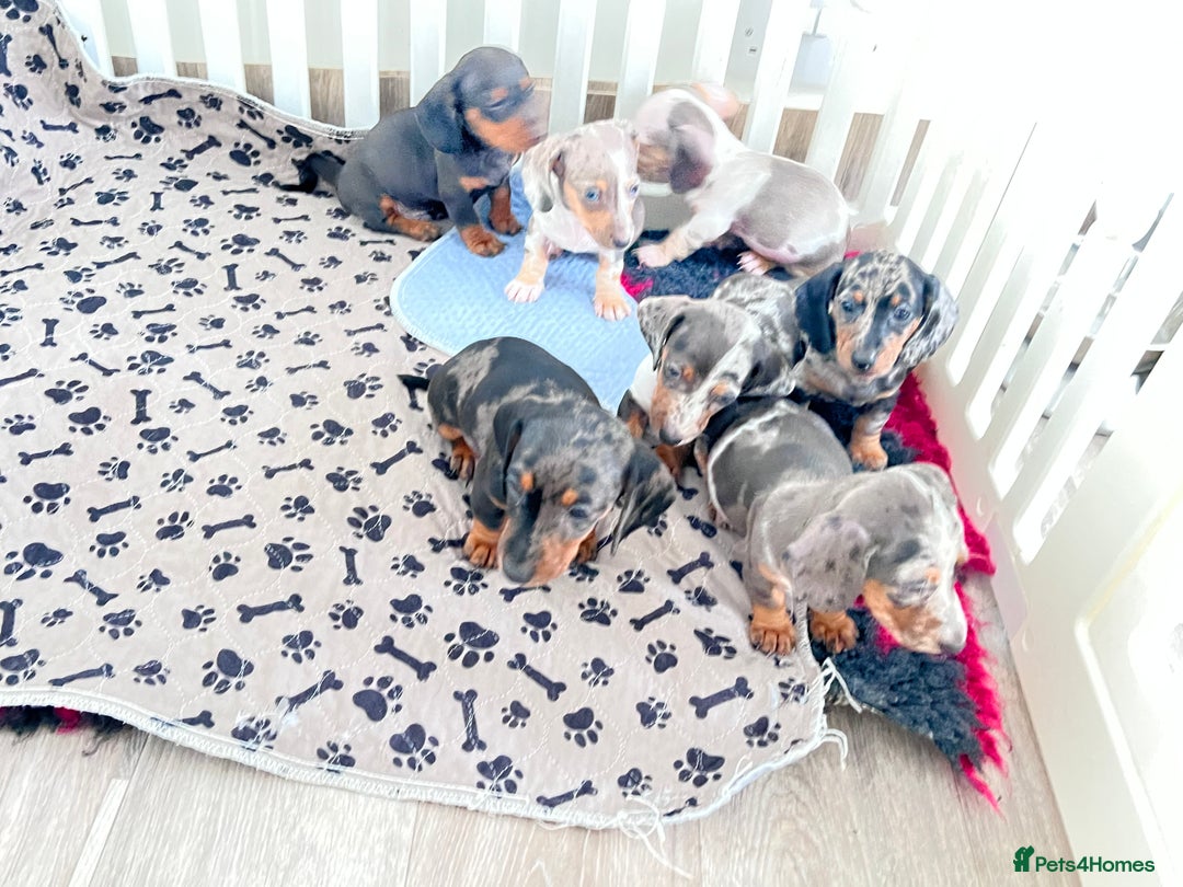 Miniature Dachshund dogs for sale: Beautiful sausages available - Image 5