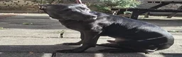American Bull Staffy dogs for sale: Irish staff  - Advert 4