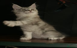 Maine Coon cats for sale: Two mainecoons kittens Sally and Harry silver - Image 4