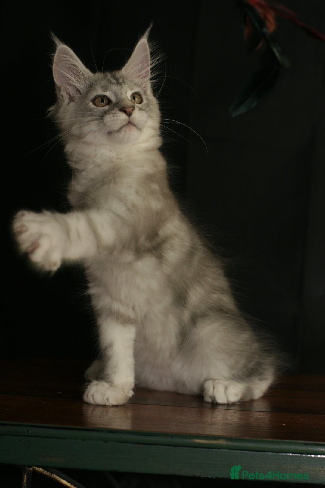 Maine Coon cats for sale: Two mainecoons kittens Sally and Harry silver - Image 4