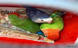 Conures birds for sale:  conures & lovebirds others - Image 8