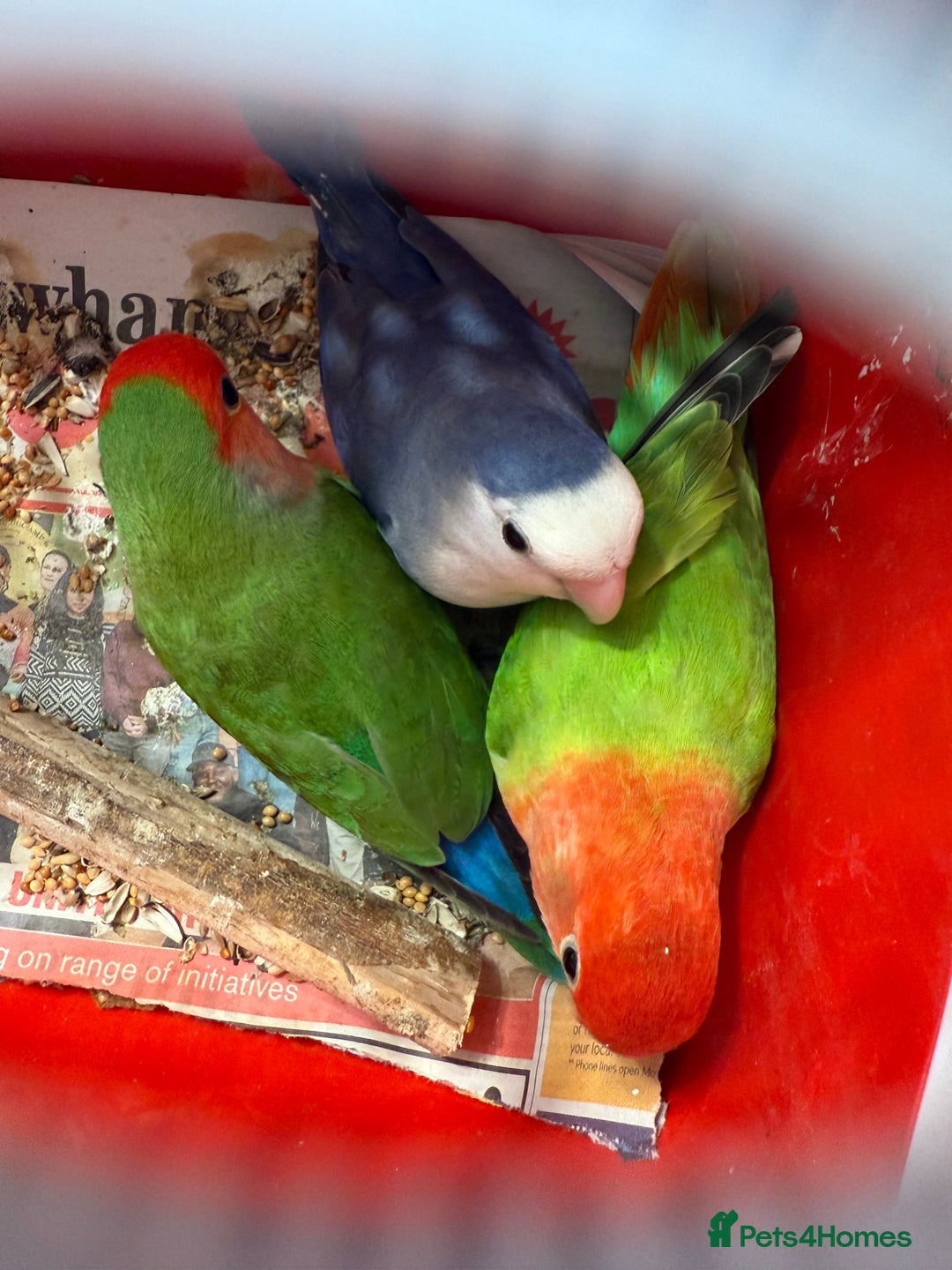 Conures birds for sale:  conures & lovebirds others - Image 8