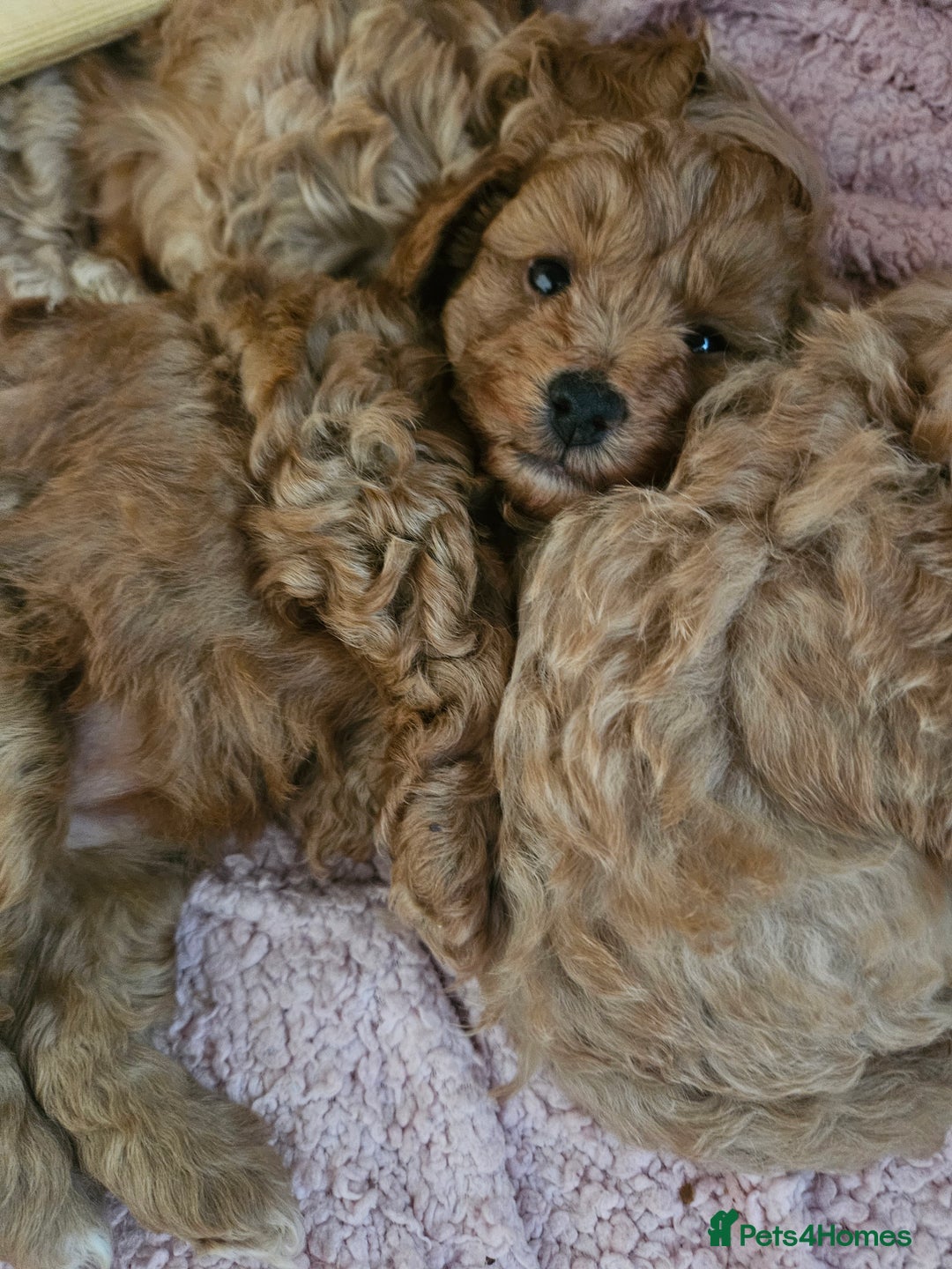 Maltipoo dogs for sale: Stunning Maltipoo Puppies ❤️  - Image 16