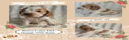 Cocker Spaniel dogs for sale: Pedigree Cocker Spaniel Puppies  - Advert 11