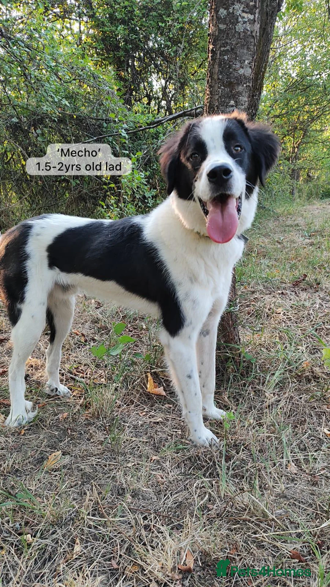Mixed Breed dogs for adoption: Mecho, 1.5-2 yrs old. I adopted . - Advert 25