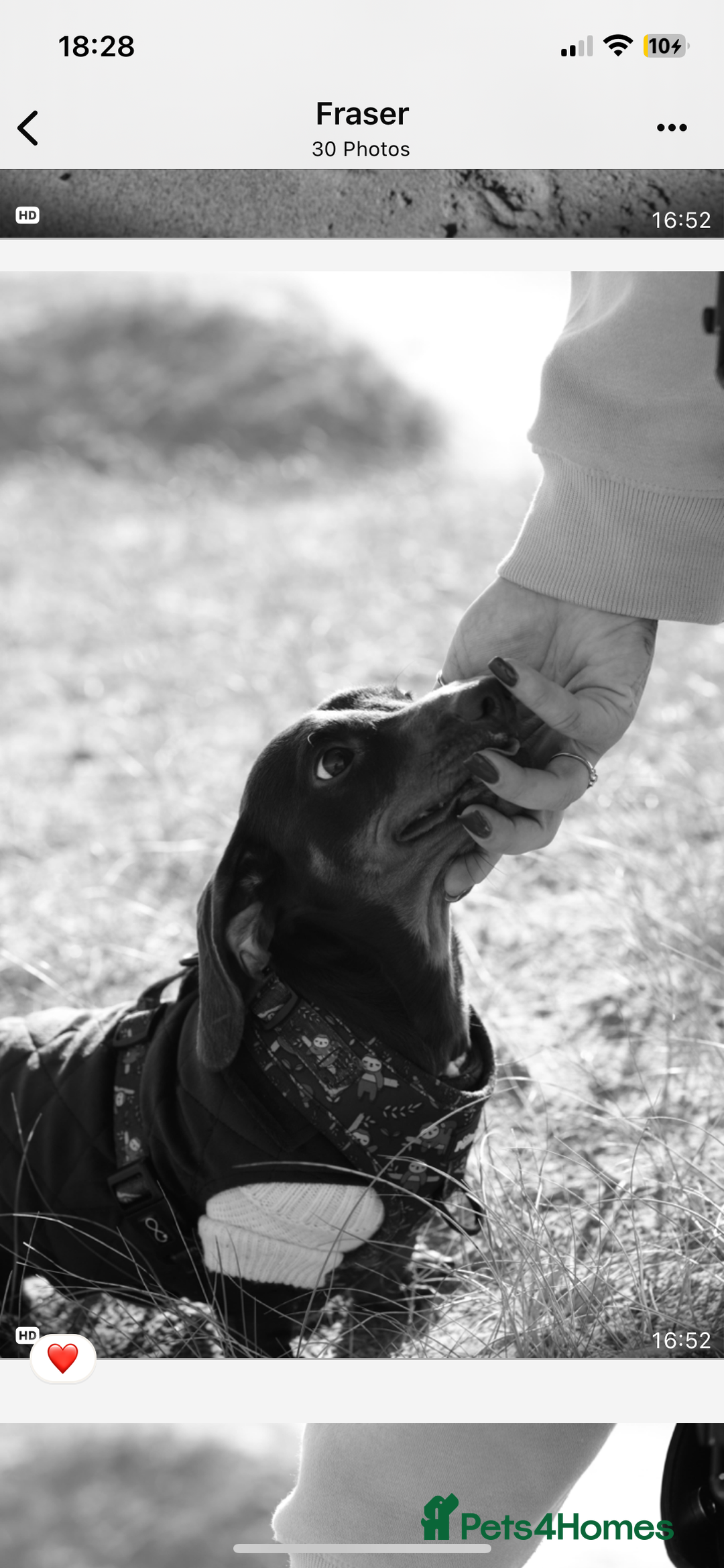 Miniature Dachshund dogs for sale:  ***SOLD*** Minitute datchund  - Image 13