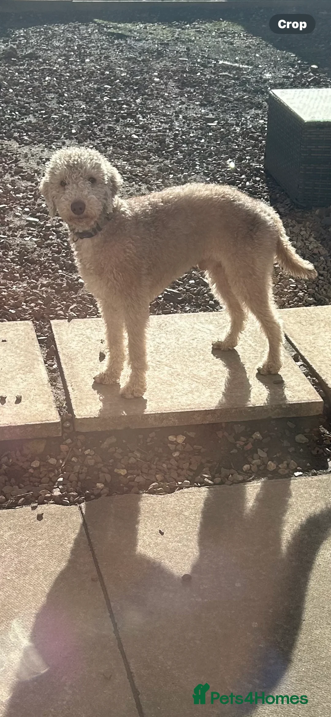 Bedlington Terrier dogs for stud: Liver Bedlington terrier for stud. in Darlington - Advert 5