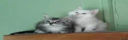 Maine Coon cats for sale: Pure Maine Coons Kittens For Sale - Advert 4